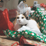 Christmas Crazy Cats