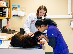 Charlottesville veterinarian