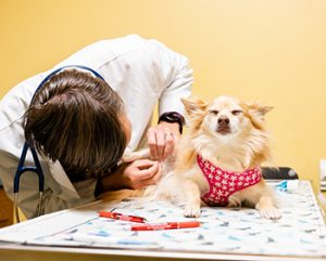 pain management for dogs