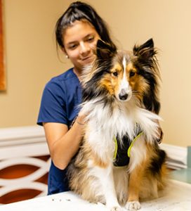 Referrer your veterinarian
