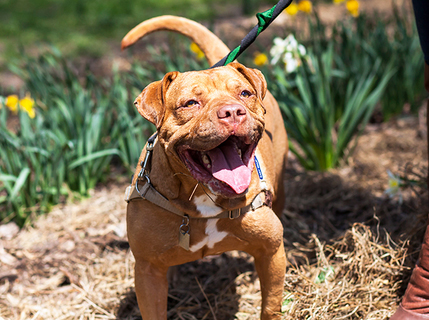 Spring Newsletter from Old Dominion Animal Hospital