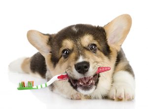 Pet Dental Care