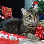 Conscientious Crafting